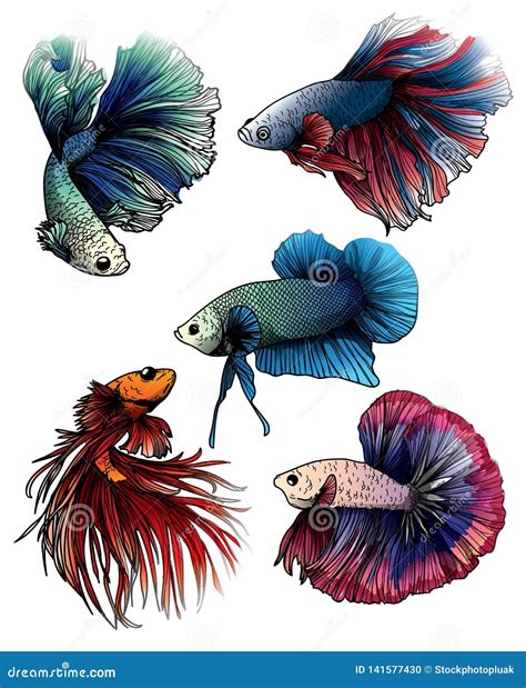 Colorful Betta Splendens Fish Hand Drawing And Sketch Vector