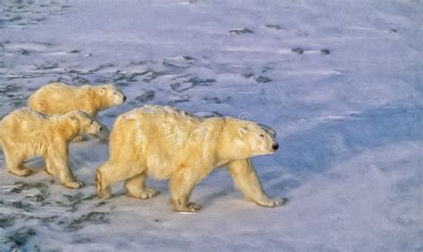 Polar Bear Cubs Tundra Canada Stock Illustrations – 47 Polar Bear Cubs Tundra Canada Stock ...