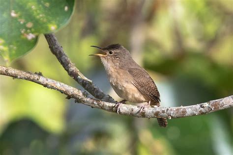 Southern House Wren Troglodytes Aedon Musculus