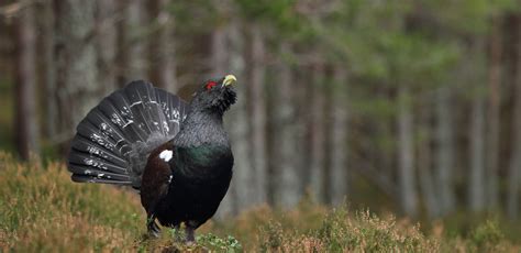 Capercaillie | Species profile | Scottish Wildlife Trust