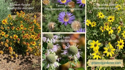 Creating A Native Pollinator Garden In Colorado Practical Tips