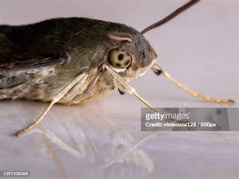 Sphinx Moths Sphinx Moth Photos and Premium High Res Pictures - Getty ...