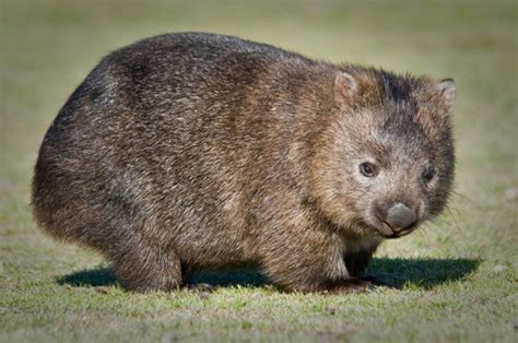 Wombat Images Browse 6 374 Stock Photos Vectors And Video Adobe Stock