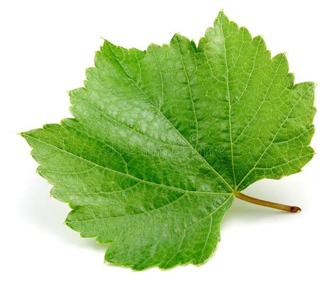 Hoja De La Uva Aislada En Blanco Imagen De Archivo Imagen De Planta