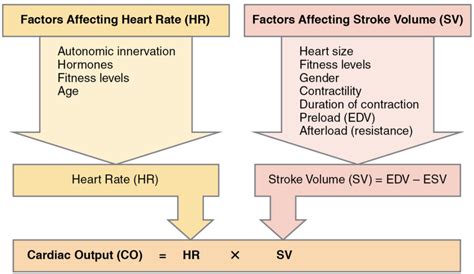 6 4 Cardiac Physiology Sbv Fundamentals Of Anatomy And Physiology