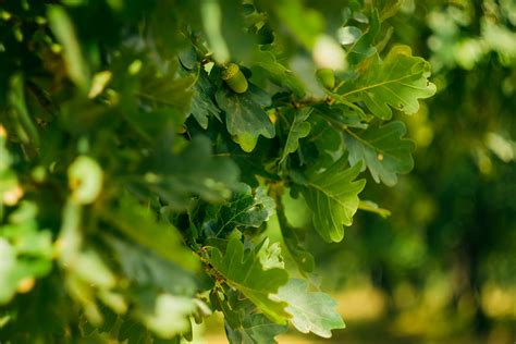 20 Types Of Oak Tree Different Species Of Oak Trees PlantSnap