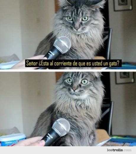 Gatos Meme Subido Por Ik R Memedroid