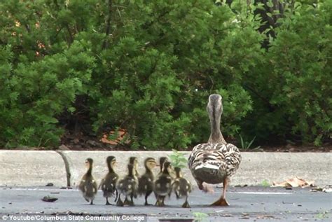 Lucky Ducks The Heartwarming Moment Ducklings Who Fell Down Storm