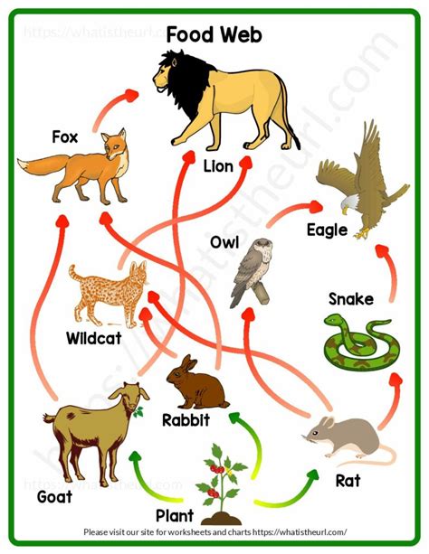 Food Web Pictures Your Home Teacher