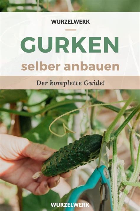 Gurken Pflanzen Anbauen Und Ernten Der Komplette Guide