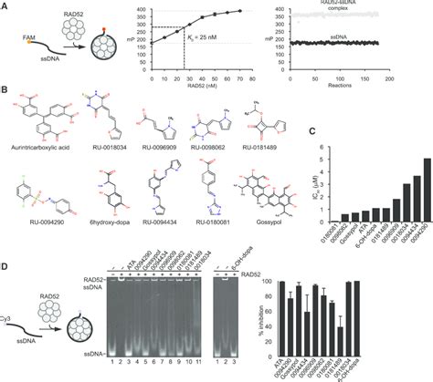 Identification Of RAD52 Inhibitors By High Throughput Screening A