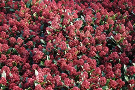 Skimmia Rubella Garden Shrubs For Sale Uk