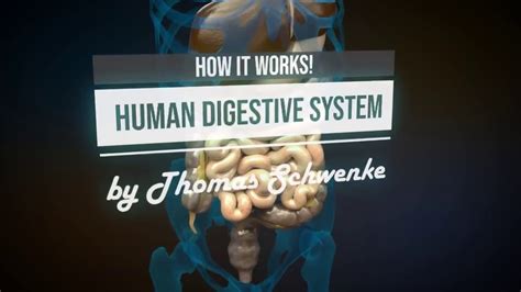 Human Digestive System Animation Youtube