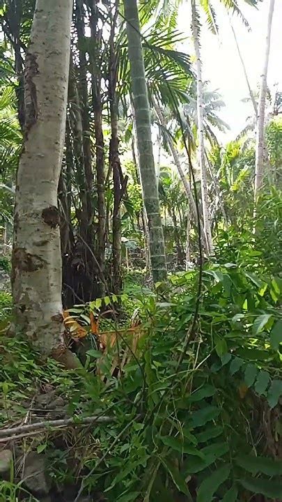 Balut Island Youtube