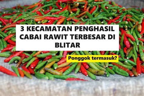 3 Kecamatan Penghasil Cabai Rawit Terbesar Di Kabupaten Blitar Tak