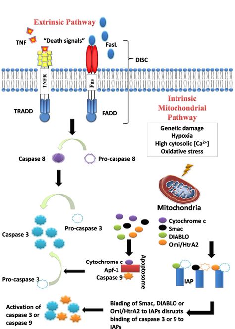 The Intrinsic And Extrinsic Pathways Of Apoptosis Download