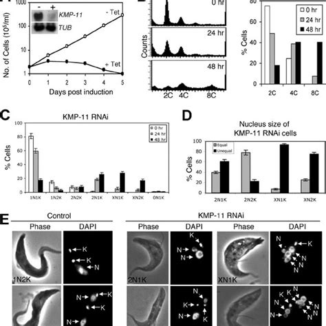 RNAi Silencing Of KMP 11 In The Procyclic Form Of T Brucei A A