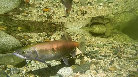 Kokanee Salmon Youtube