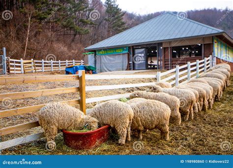 Pyeongchang South Korea March 2019group Of Sheep Back Side Eating At