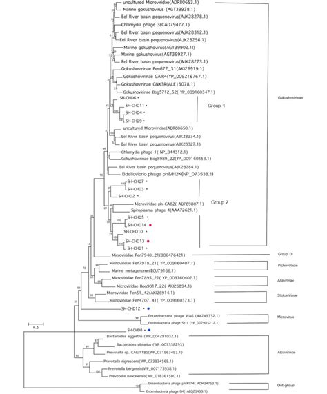 Maximum Likelihood Phylogenetic Analysis Of The Major Capsid Protein