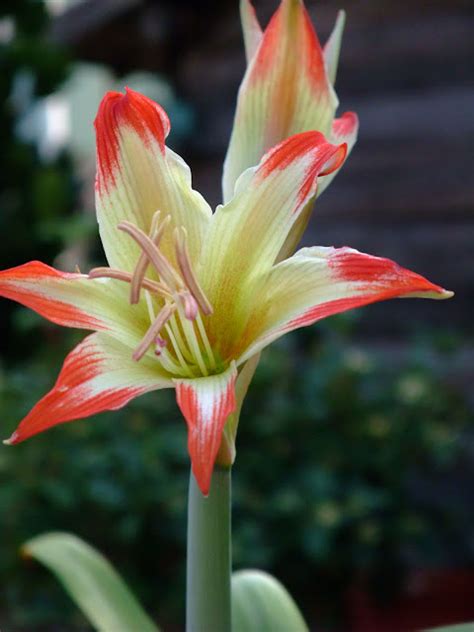 球根花園 Hippeastrum Nelsonii