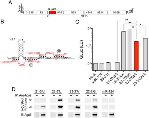 The Capacity Of Mir 122 Variants To Promote Hcv Genome Amplification Download Scientific