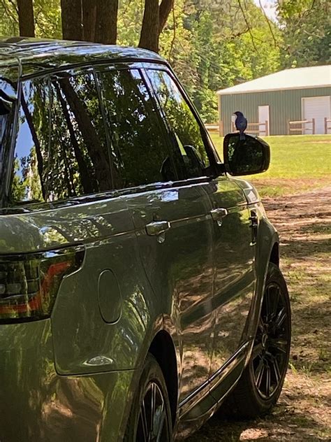 Musings Over a Barrel: Bluebirds at the Range