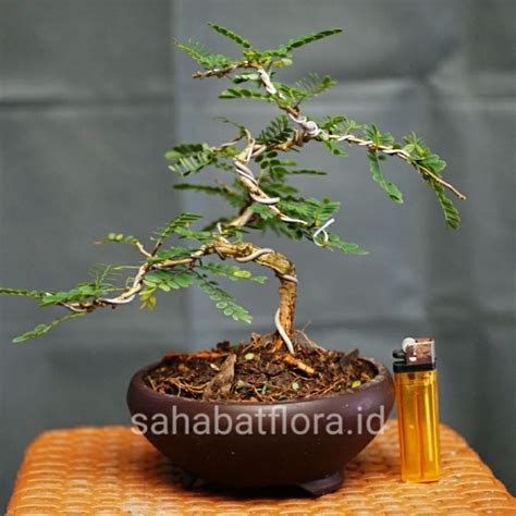 Jual Bonsai Mame Asam Saraf Sudah Jadi Shopee Indonesia