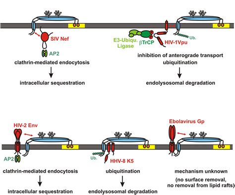 Viral Antagonists Of Tetherin Schematic Structure And Mode Of Action