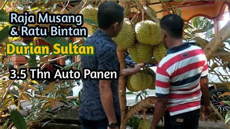 Berkunjung Ke Kebun Duren Sultan Mumpung Mancing Lagi Off Durihitam