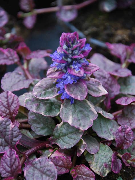 Ajuga Reptans Burgundy Glow Mihkel Saar Puukool