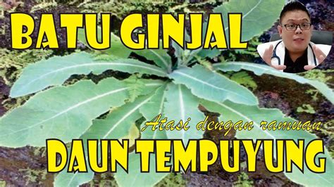 ATASI BATU GINJAL DENGAN RAMUAN DAUN TEMPUYUNG YouTube