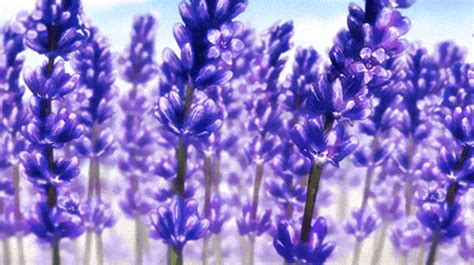 Lavender Icegif