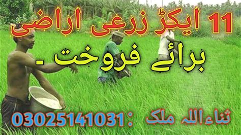 Zarai Land Zameen Banjar Land For Sale Agriculture Land For Sale