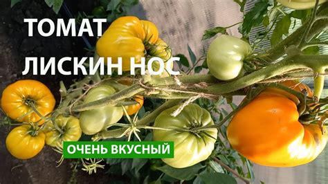 Томат Лискин нос (Оранжевое сердце), очень вкусный и урожайный - YouTube