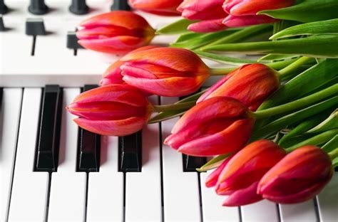 Un Ramo De Hermosos Tulipanes Rosados En Las Teclas Del Piano Concepto