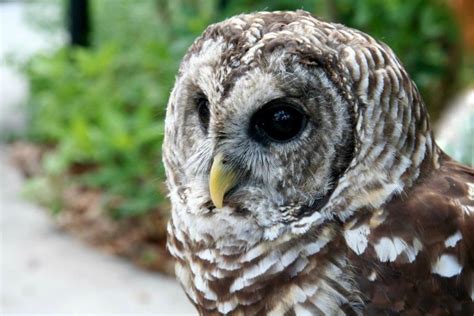 Solving The Mystery Of Owls Head Turning Abilities Science Smithsonian