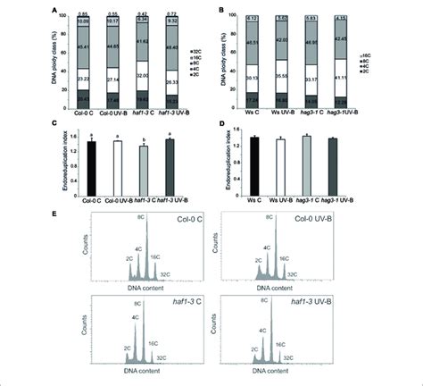 Analysis Of DNA Ploidy In Leaf 5 Of Col 0 And Haf1 3 Plants