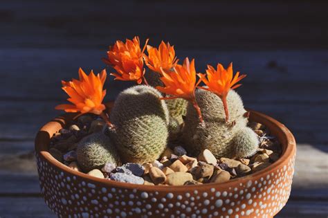 Cactus Di Natale Piante Grasse Che Fioriscono Da Interno Ed Esterno