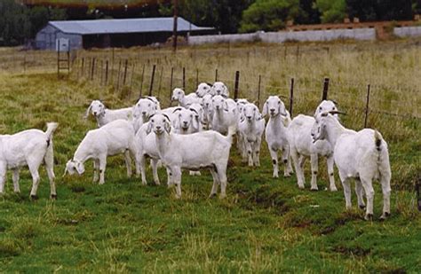 What Are The Advantages And Problems In Goat Farming Agricmania For