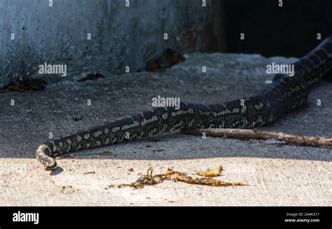 A large snake slithered lazily back in-between the concrete blocks on the break wall, Australia ...