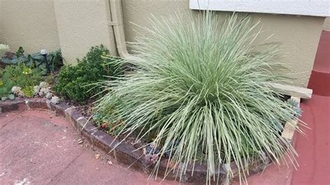 Lomandra Platinum Beauty In Alameda Photo By Stephanie F Flickr