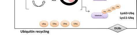 Schematic Overview Of The Ubiquitin Conjugation Pathway Ubiquitination