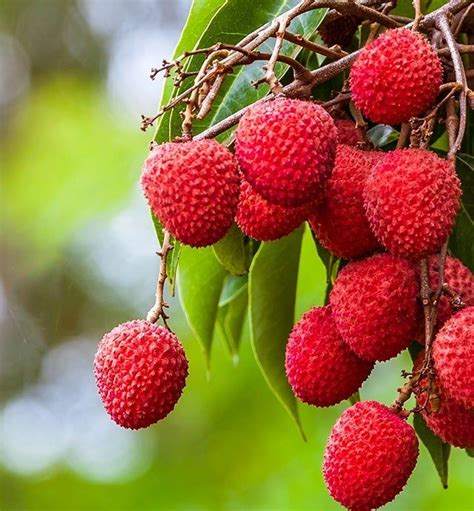 Tout Savoir Sur Le Litchi Botanique Culture Et Production Histoire