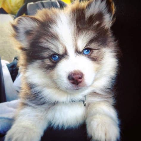 I Heard You All Like Pomsky Puppies So Lets Break The Internet
