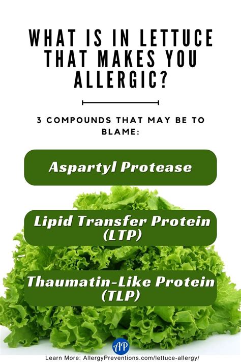 Let's Talk Lettuce Allergy: Causes, Symptoms & Solutions