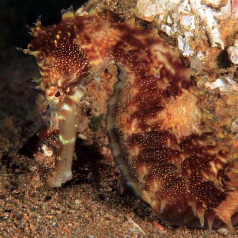 Spiny seahorse - Critter Republic Dive Center