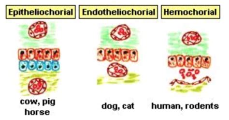 24 Fetal And Neonatal Immunity Flashcards Quizlet