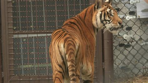 Four Former Circus Tigers From Argentina Start New Life In South