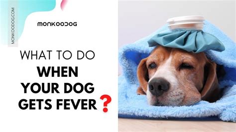 Fever in Dogs: Causes, Symptoms and Treatments | Monkoodog